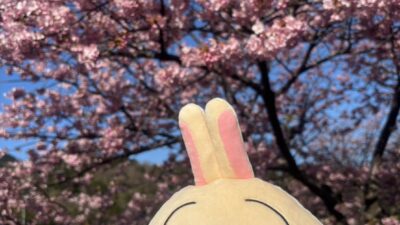 ちいかわ うさぎと🌸河津桜 満開でした！お花見最高🎵